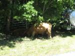 IMG_0004JPG.jpg - 